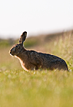 BB 11 0280 / Lepus europaeus / Sørhare